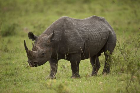 African Rhino Betfair