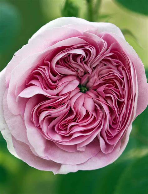 English Rose NetBet