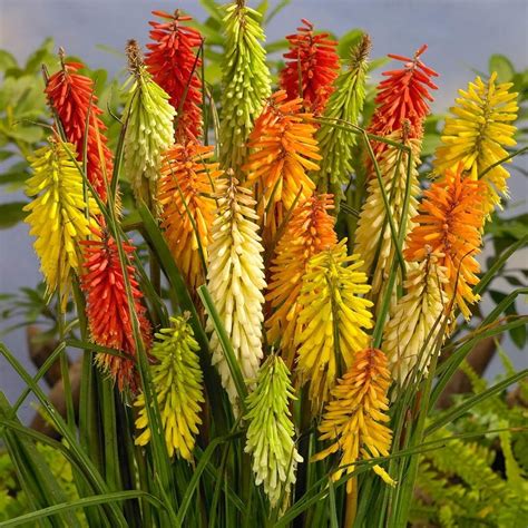 Kniphofia flamenco red hot poker