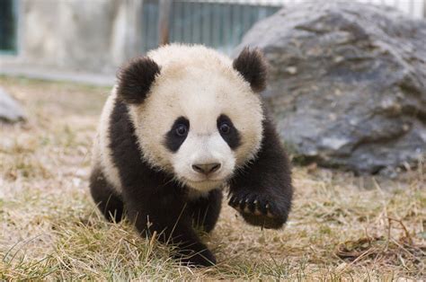 Little Panda Betfair