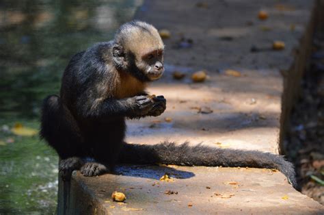 Monkeycasino El Salvador