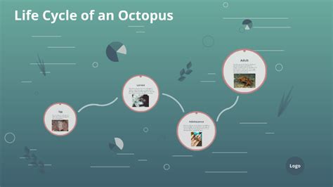 Octopus Life Review 2024