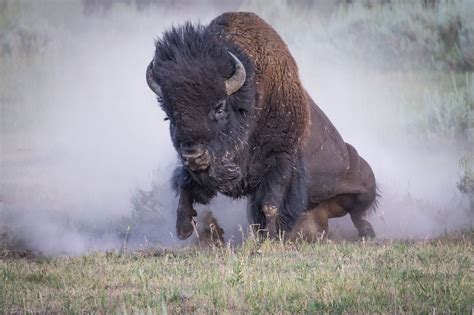 Raging Buffalo Blaze