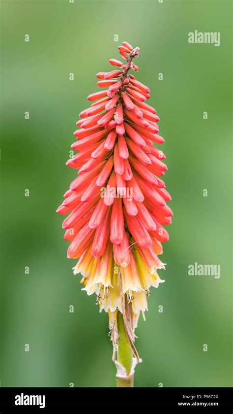 Red hot poker flor reino unido